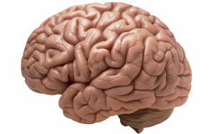 Foods that Boost Your Brain Functioning